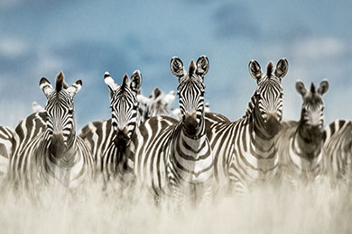 9 Herd of zebra in the wild savannah Serengeti st