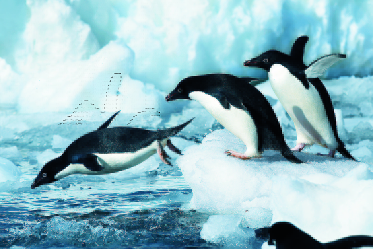 Antartica Pinguins
