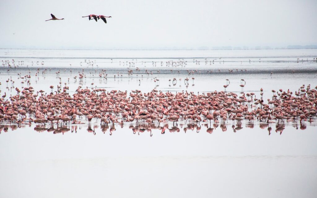 Flamingo's in Lake Manyara Tanzania