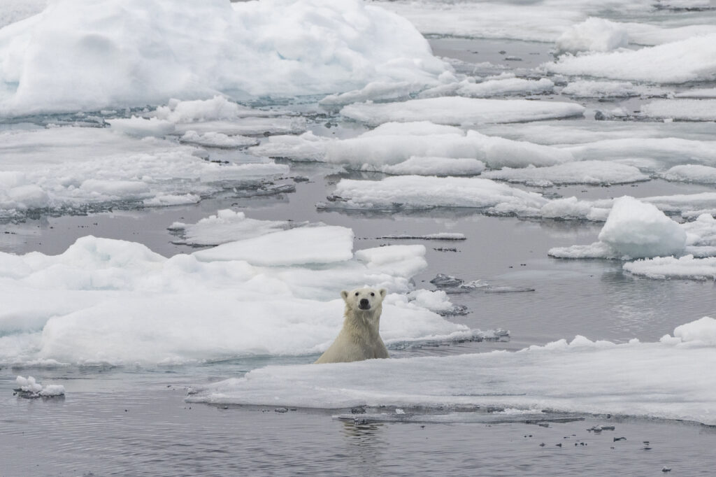 Expeditiecruis Antarctica ijsbeer