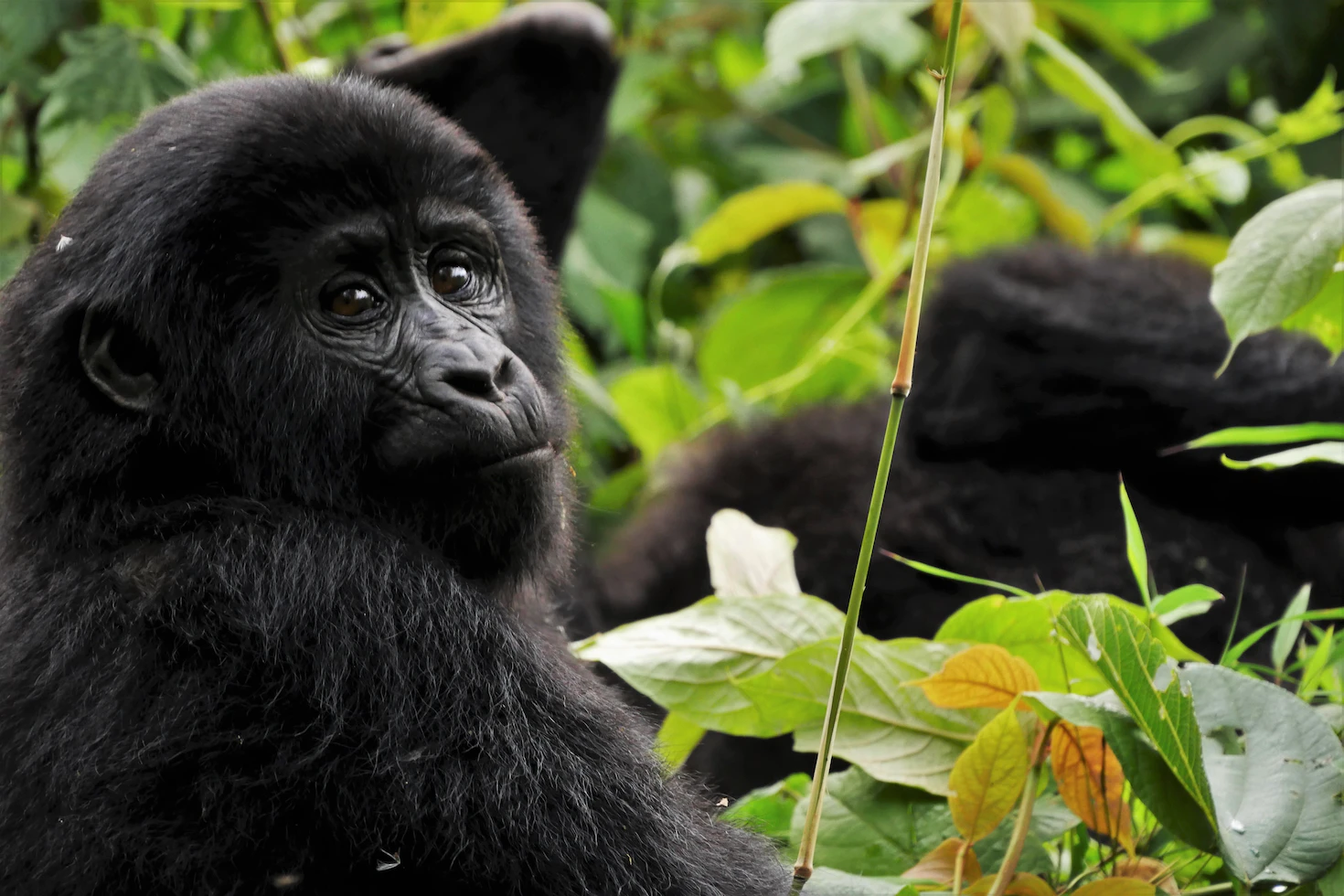 Voyage Unique - Uganda - ape