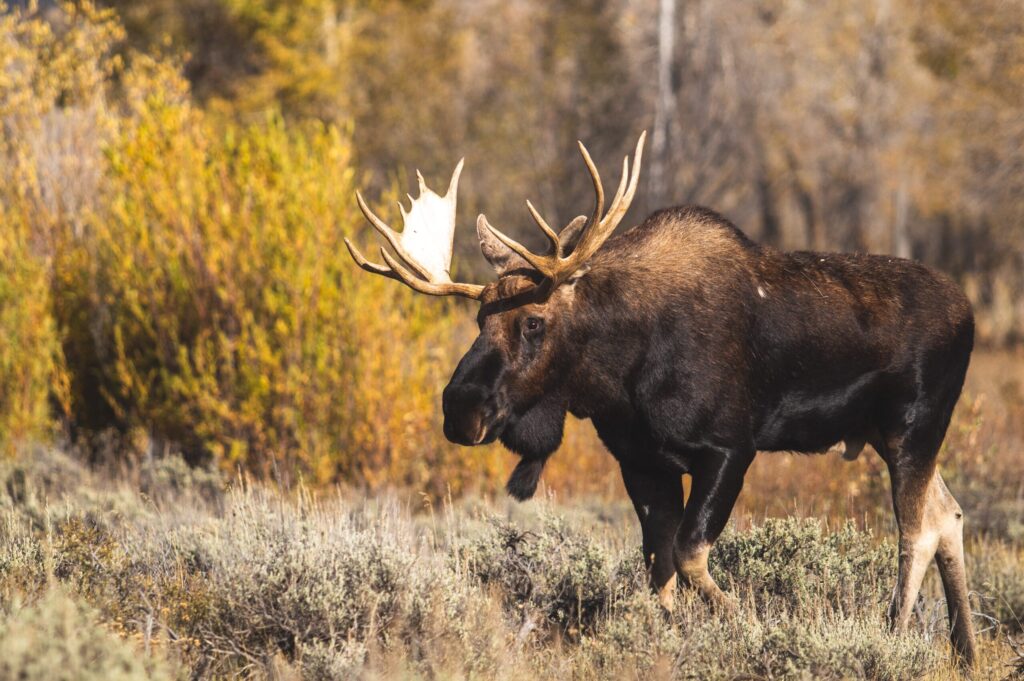 Moose safari